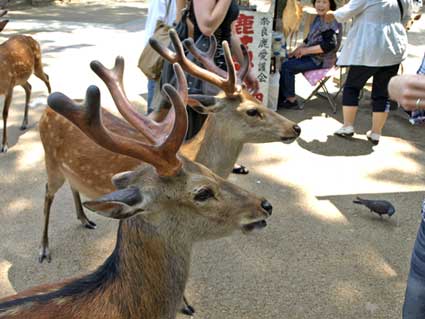 nara01.jpg