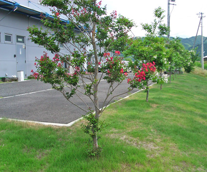 sarusuberi01.jpg