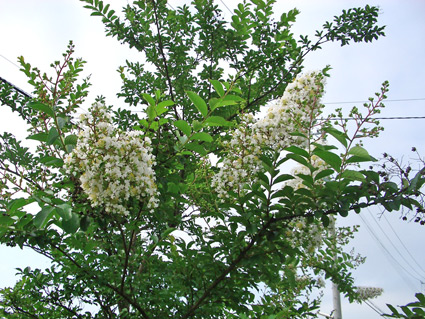 sarusuberi02.jpg