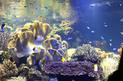 toba02.jpg